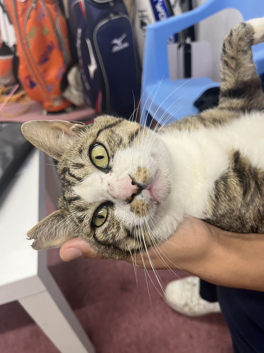 抱っこされてこちらを見る猫